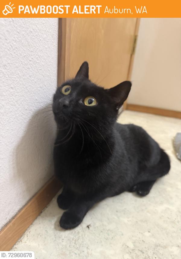 Found/Stray Female Cat last seen Lake arney, Auburn, WA 98001