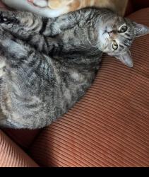 Lost Female Cat last seen Waveland Cafe, Des Moines, IA 50311