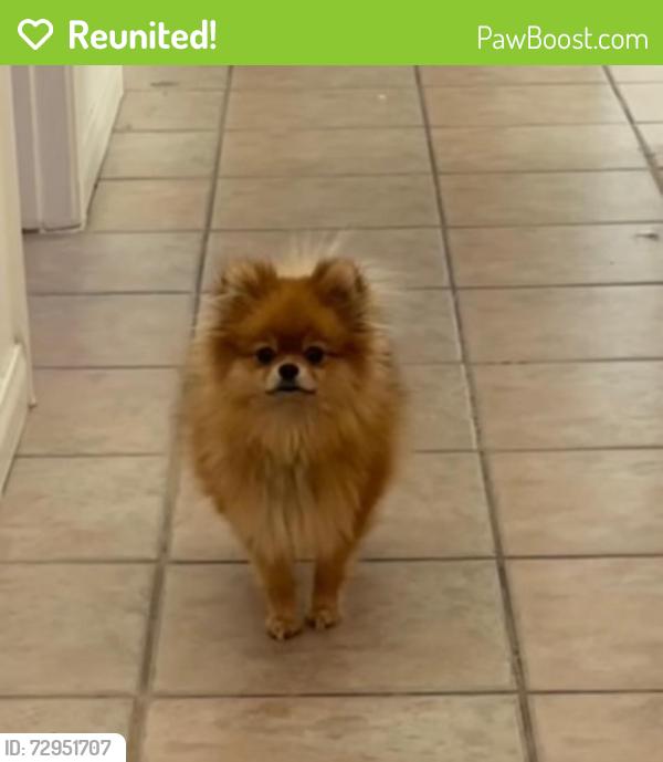 Reunited Female Dog last seen Mountain vista and flamingo , Las Vegas, NV 89121