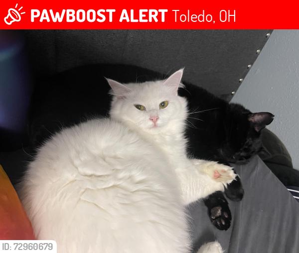Lost Female Cat last seen Vaness and Bancroft , Toledo, OH 43615