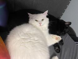 Lost Female Cat last seen Vaness and Bancroft , Toledo, OH 43615