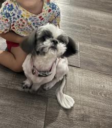 Lost Female Dog last seen Castroville rd & Akron ave , San Antonio, TX 78237