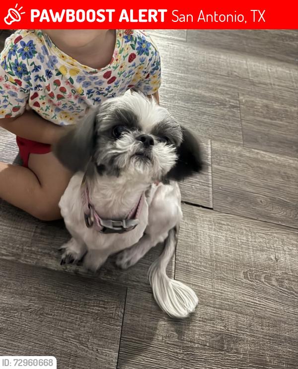 Lost Female Dog last seen Castroville rd & Akron ave , San Antonio, TX 78237