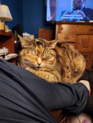 Lost Female Cat last seen Beaver Creek Ln, Troutdale, OR 97060
