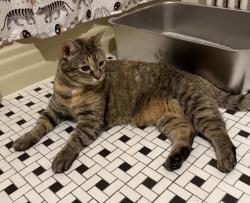 Reunited Female Cat last seen Wayne and Glendale, Alexandria, VA 22301