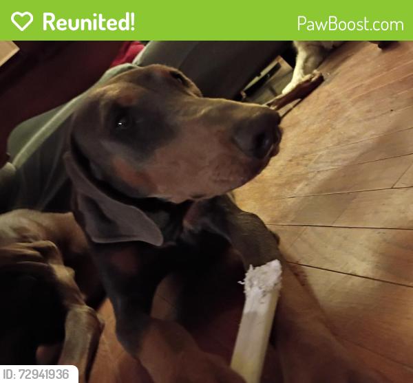 Reunited Female Dog last seen Pacheco Rd and South H st , Bakersfield, CA 93304