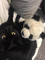 Lost Female Cat last seen Akron and MLK, Denver, CO 80238
