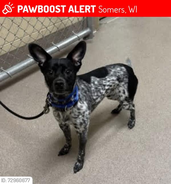 Lost Male Dog last seen Intersection of 12th St and 72nd Ave in Somers Wisconsin , Somers, WI 53144