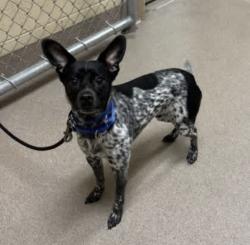 Lost Male Dog last seen Intersection of 12th St and 72nd Ave in Somers Wisconsin , Somers, WI 53144
