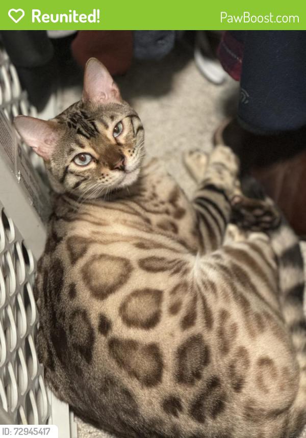 Reunited Male Cat last seen Near 60th Ave N, Minneapolis, MN 55446