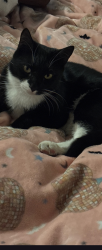 Lost Female Cat last seen Under/Irving, Albuquerque, NM 87114