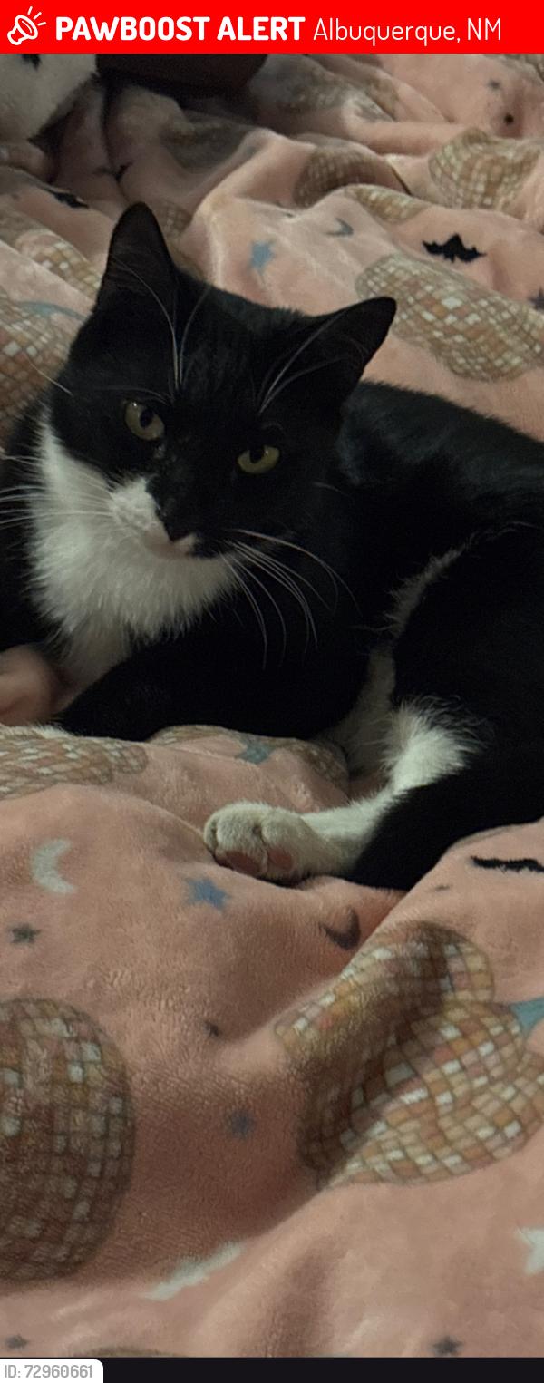 Lost Female Cat last seen Under/Irving, Albuquerque, NM 87114