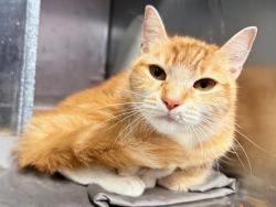 Shelter Stray Female Cat last seen Near Westchester Avenue, BRONX, NY, 10459, New York, NY 10029