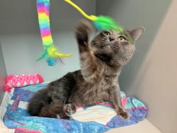 Shelter Stray Male Cat last seen Near Washington Avenue, BRONX, NY, 10456, New York, NY 10029