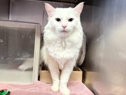 Shelter Stray Female Cat last seen W 118th Street, NEW YORK, NY, 10026, New York, NY 10029