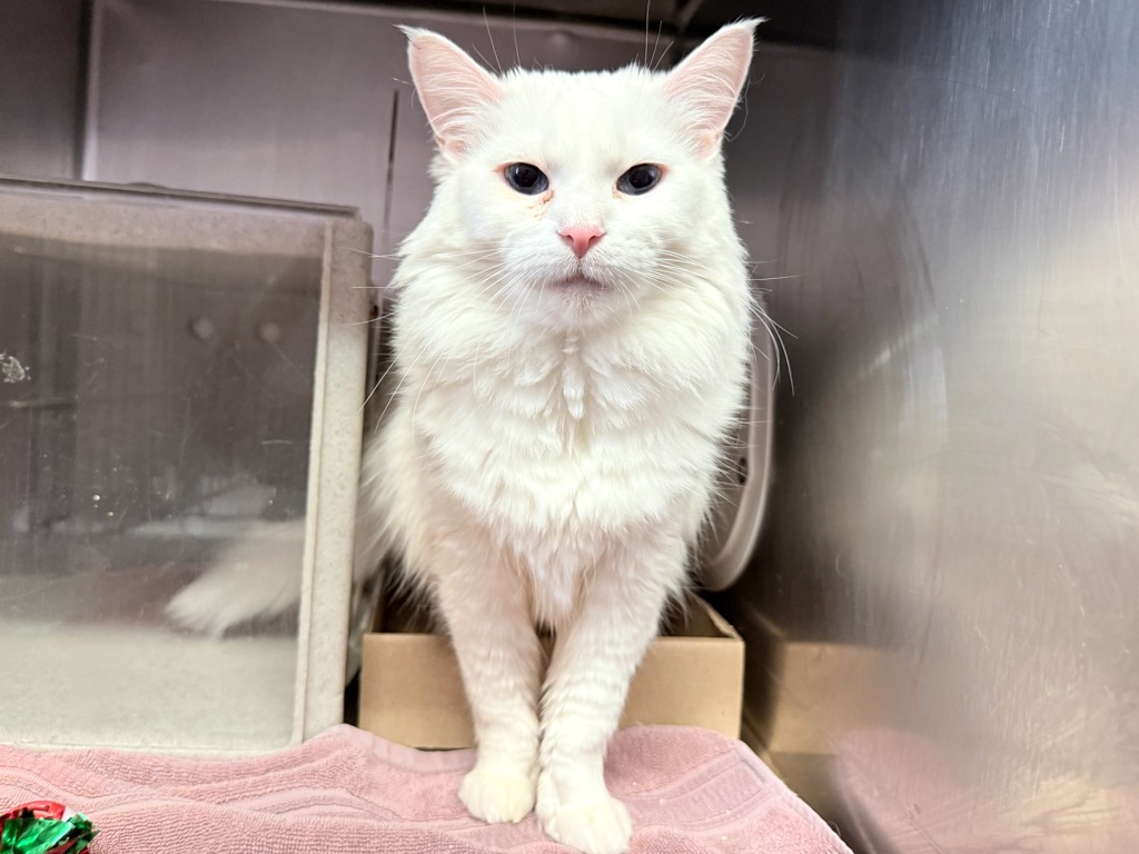 Shelter Stray Female Cat last seen W 118th Street, NEW YORK, NY, 10026, New York, NY 10029