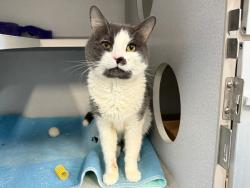 Shelter Stray Male Cat last seen Apt 3D,717 E 108 Street, BROOKLYN, NY, 11236, New York, NY 10029