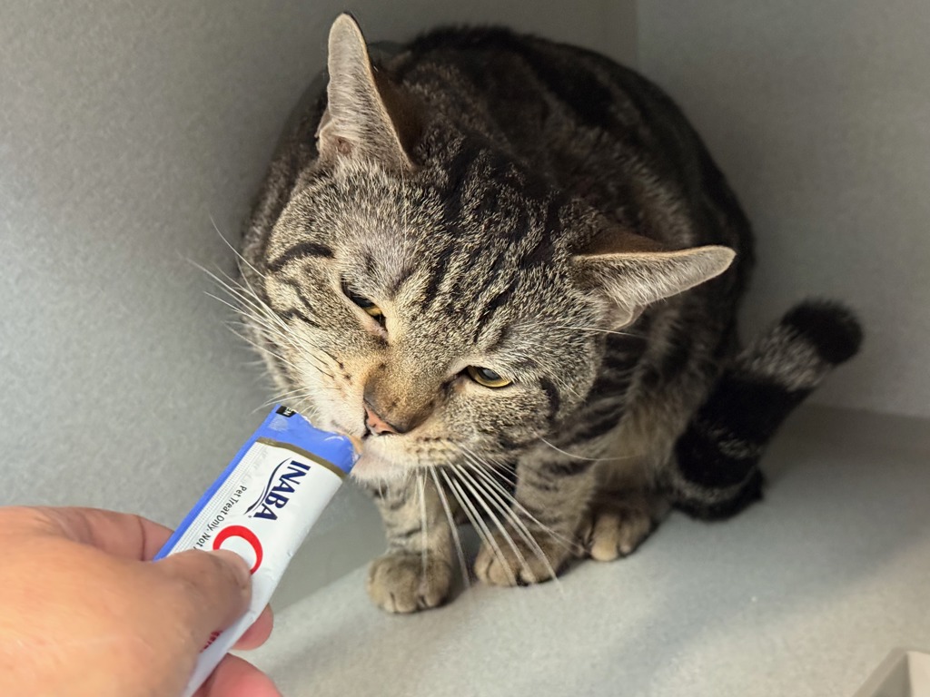 Shelter Stray Male Cat last seen Fot Washington Park, NEW YORK, NY, 10032, New York, NY 10029