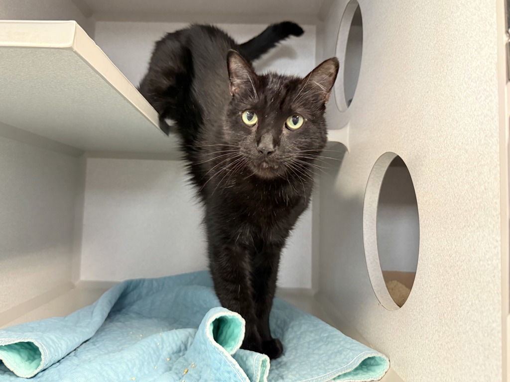 Shelter Stray Male Cat last seen NEW YORK, NY, 10029, New York, NY 10029
