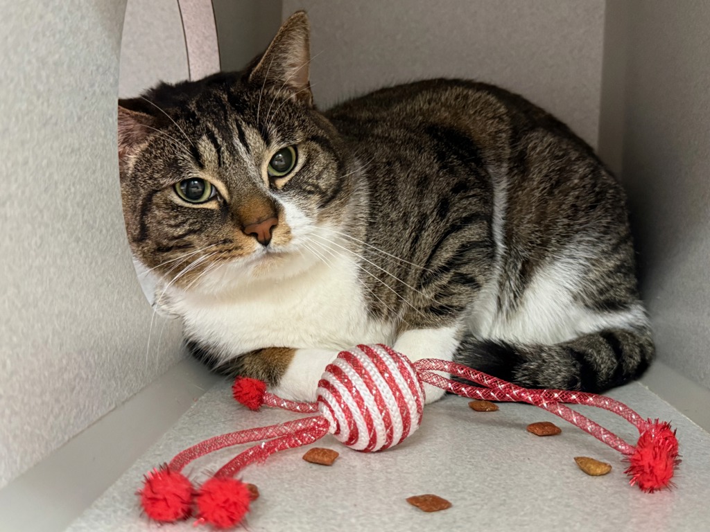 Shelter Stray Male Cat last seen Apt 3V,1325 Jerome Avenue, BRONX, NY, 10452, New York, NY 10029