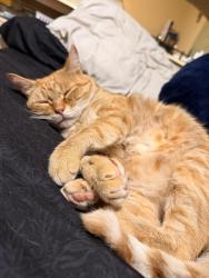 Reunited Male Cat last seen Last seen near 36th St & Hortencia St, close to Amires Pl, San Antonio, TX, San Antonio, TX 78237
