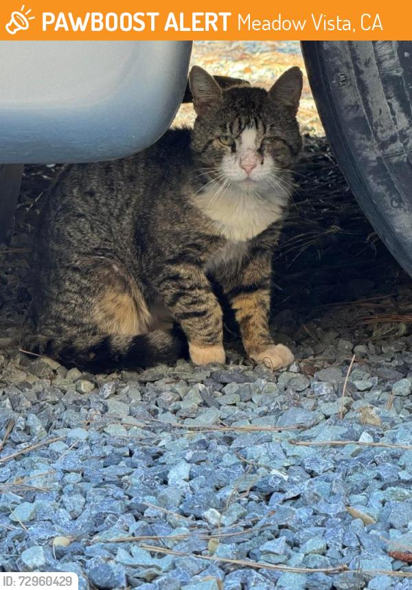 Found/Stray Unknown Cat last seen Pinewood Way and Bancroft, Meadow Vista, CA 95722