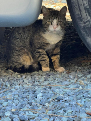 Found/Stray Unknown Cat last seen Pinewood Way and Bancroft, Meadow Vista, CA 95722