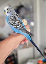 Lost Male Bird last seen BELMONT ST AND CALIFORNIA ST, Glendale, CA 91206