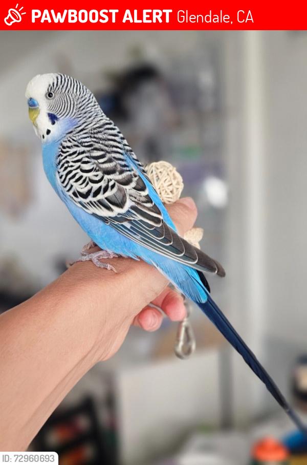 Lost Male Bird last seen BELMONT ST AND CALIFORNIA ST, Glendale, CA 91206