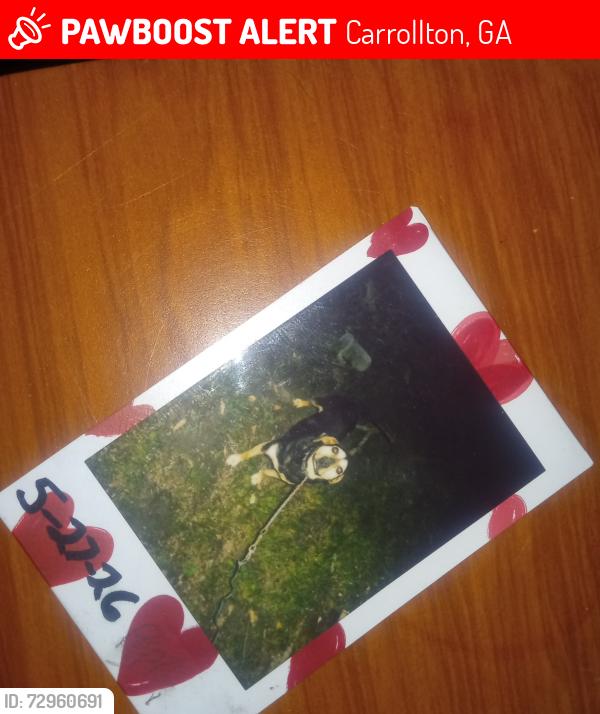 Lost Male Dog last seen Old airport Rd, Carrollton, GA 30116