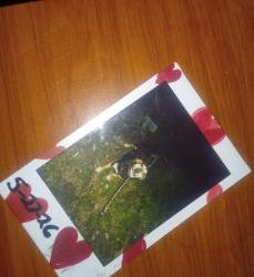 Lost Male Dog last seen Old airport Rd, Carrollton, GA 30116