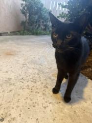 Found/Stray Unknown Cat last seen Grand and in between Gresham & Haines st, San Diego, CA 92109