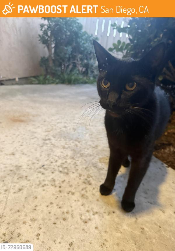Found/Stray Unknown Cat last seen Grand and in between Gresham & Haines st, San Diego, CA 92109