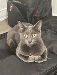 Lost Female Cat last seen Tabor st and n ridge rd, Wheat Ridge, CO 80033