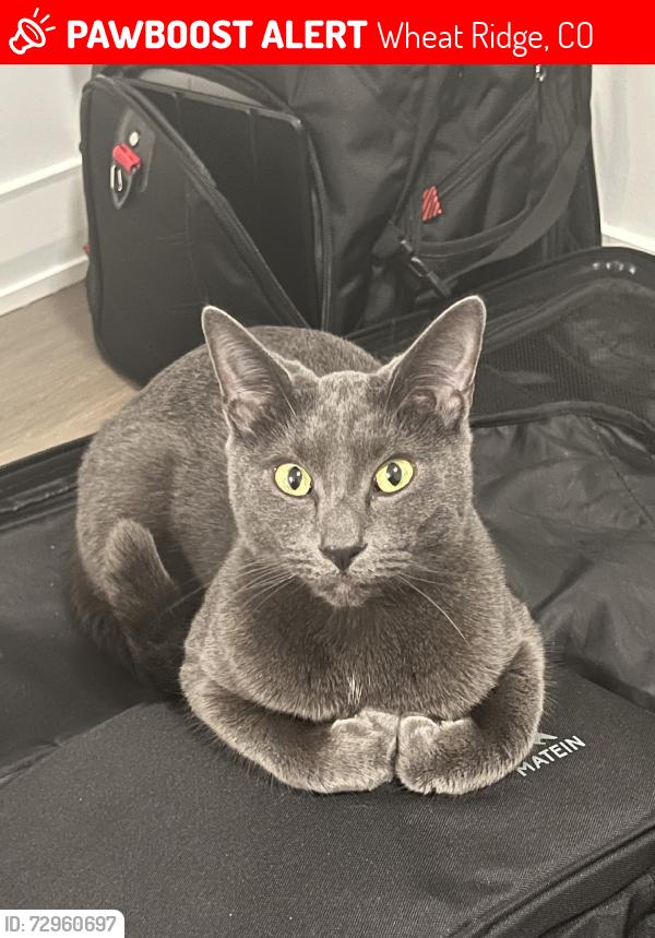 Lost Female Cat last seen Tabor st and n ridge rd, Wheat Ridge, CO 80033