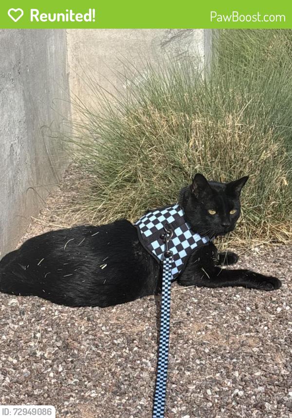 Reunited Male Cat last seen Copper or tijeras , Albuquerque, NM 87102