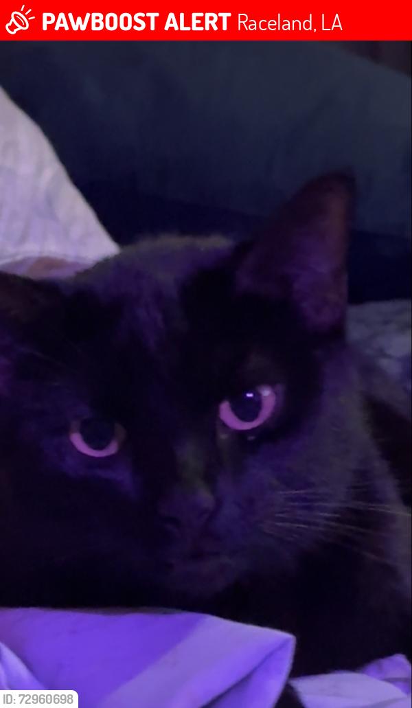 Lost Female Cat last seen La 1 , Raceland, LA 70394