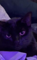 Lost Female Cat last seen La 1 , Raceland, LA 70394