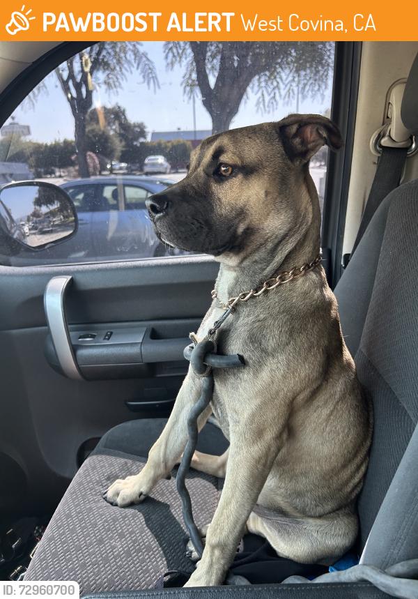 Found/Stray Male Dog last seen Walnut and fairway, West Covina, CA 91790