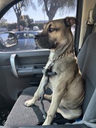 Found/Stray Male Dog last seen Walnut and fairway, West Covina, CA 91790