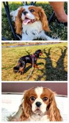 Reunited Female Dog last seen Near w 3rd St Rd , Greeley, CO 80634