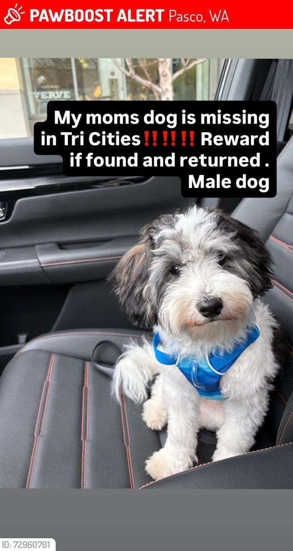Lost Male Dog last seen Pasco Washington , Pasco, WA 99301