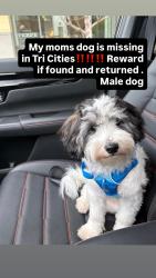 Lost Male Dog last seen Pasco Washington , Pasco, WA 99301