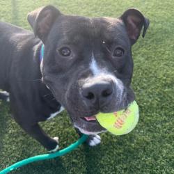 Shelter Stray Male Dog last seen , Philadelphia, PA 19140