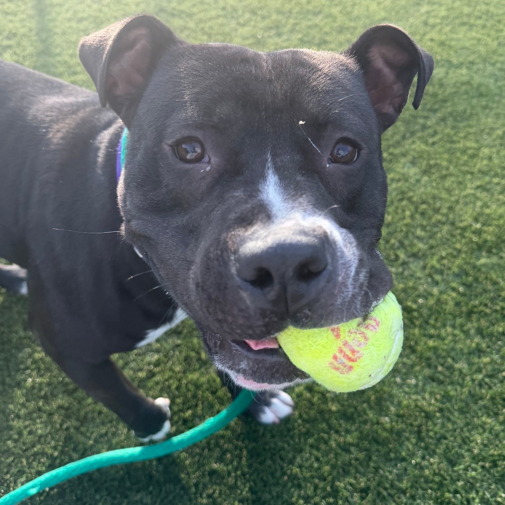Shelter Stray Male Dog last seen , Philadelphia, PA 19140
