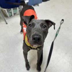Shelter Stray Female Dog last seen , Philadelphia, PA 19140