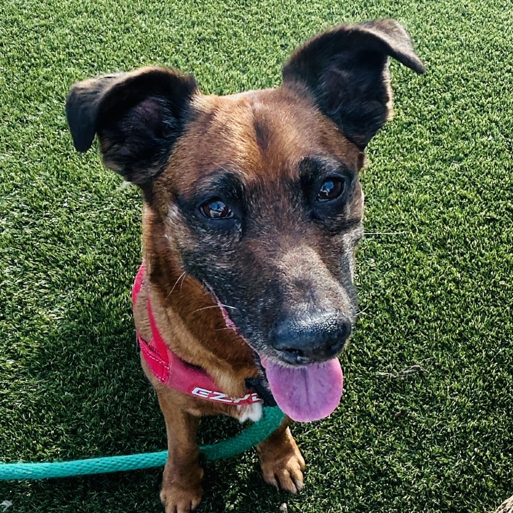 Shelter Stray Male Dog last seen , Philadelphia, PA 19140