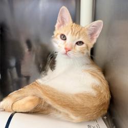 Shelter Stray Female Cat last seen , Palm Springs, CA 92264