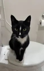 Lost Male Cat last seen S Alameda ST, E Tyler ST, S Prospect Ave, Carson, CA 90810