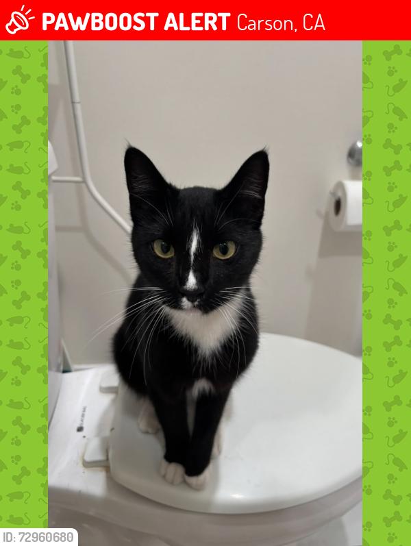 Lost Male Cat last seen S Alameda ST, E Tyler ST, S Prospect Ave, Carson, CA 90810